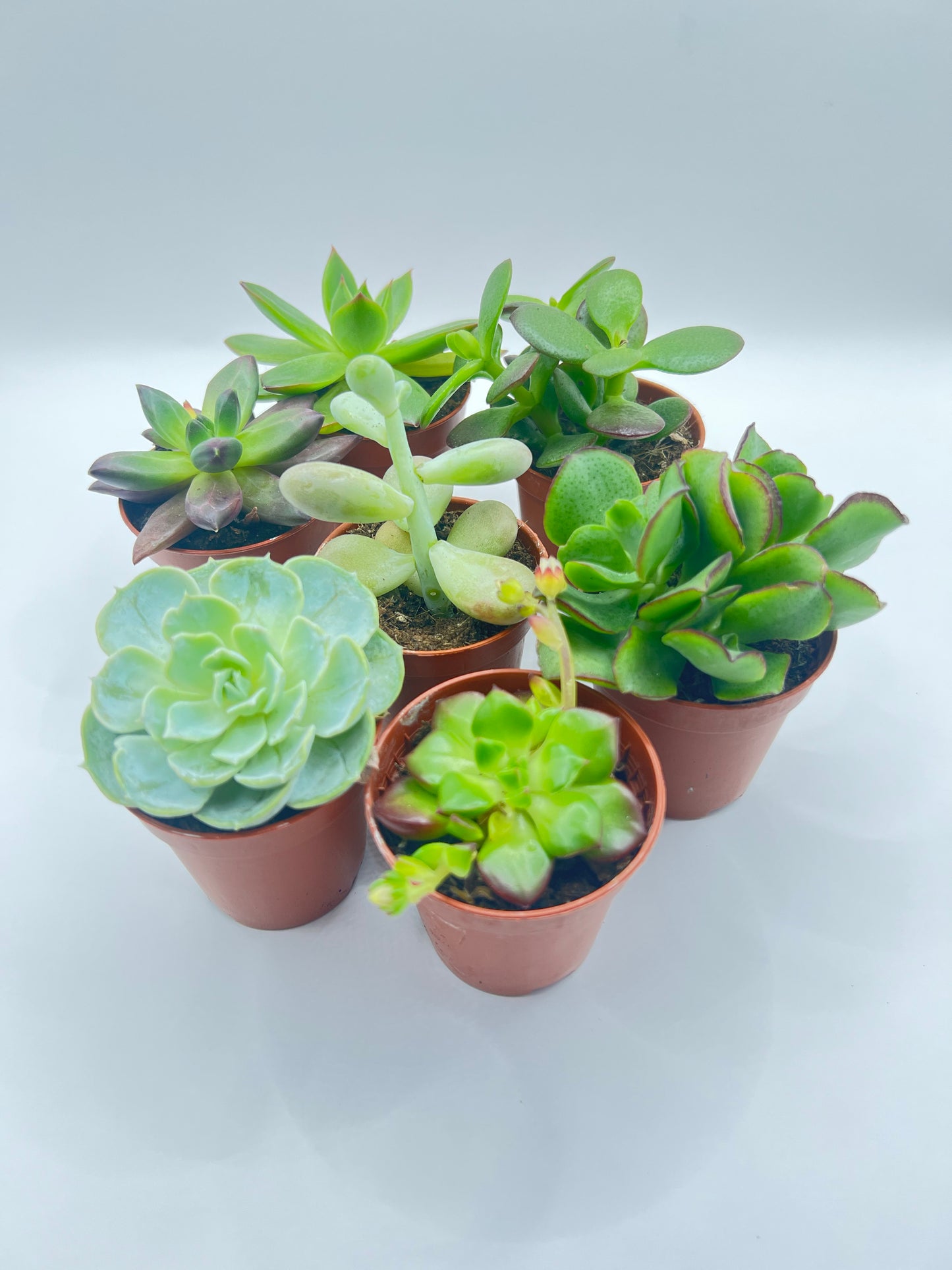 Sortido de Suculentas Naturais