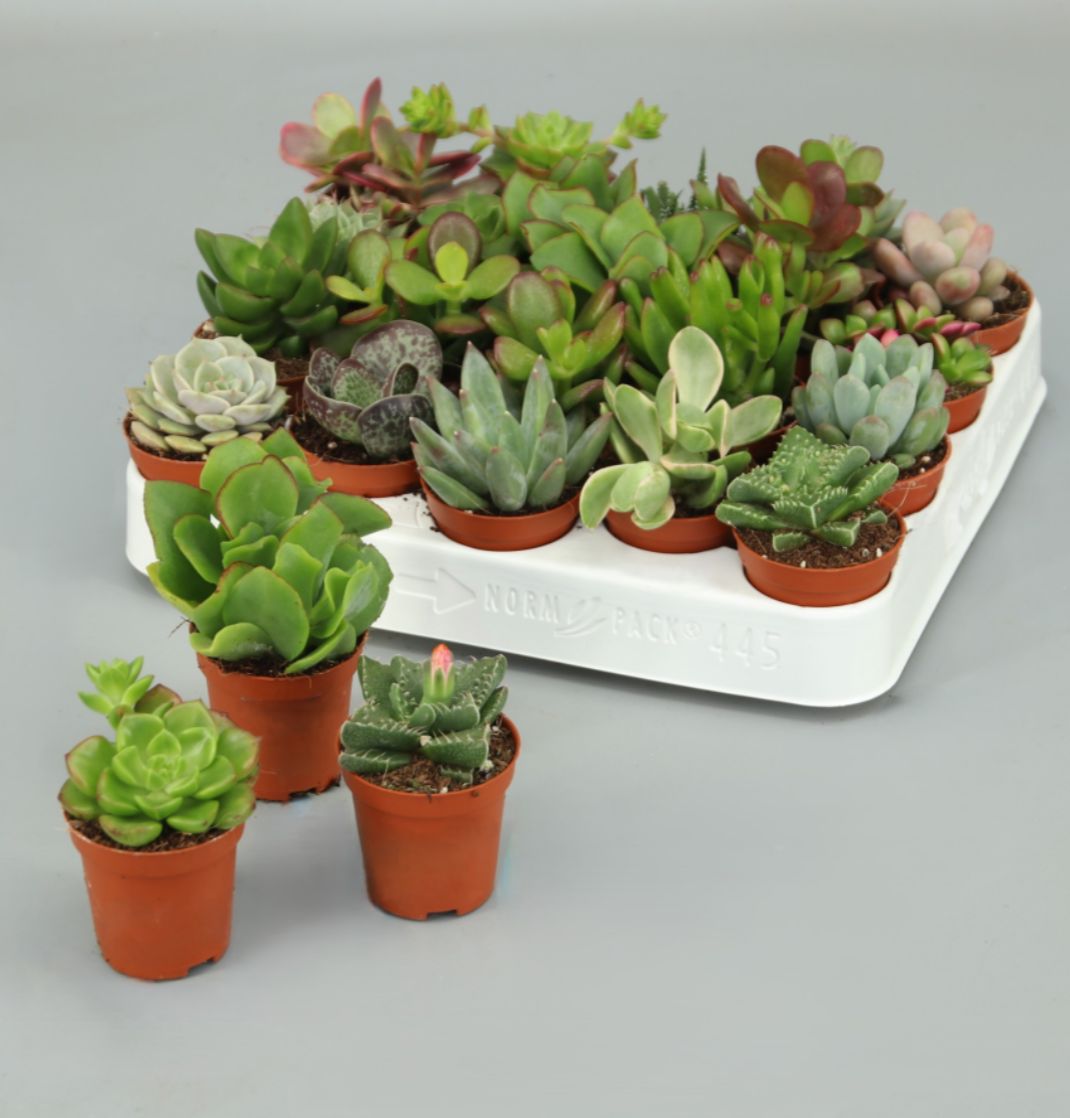 Sortido de Suculentas Naturais