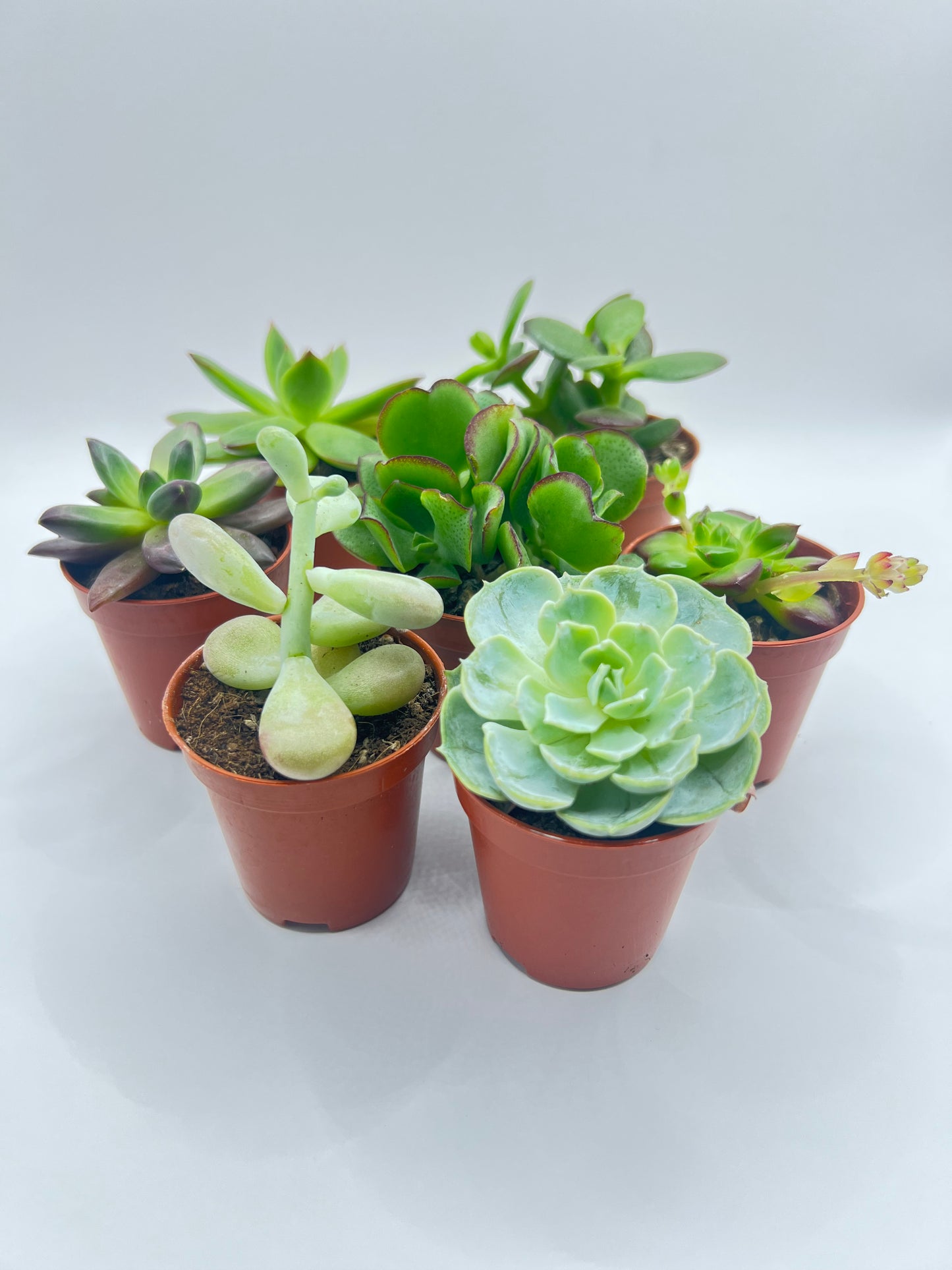 Sortido de Suculentas Naturais